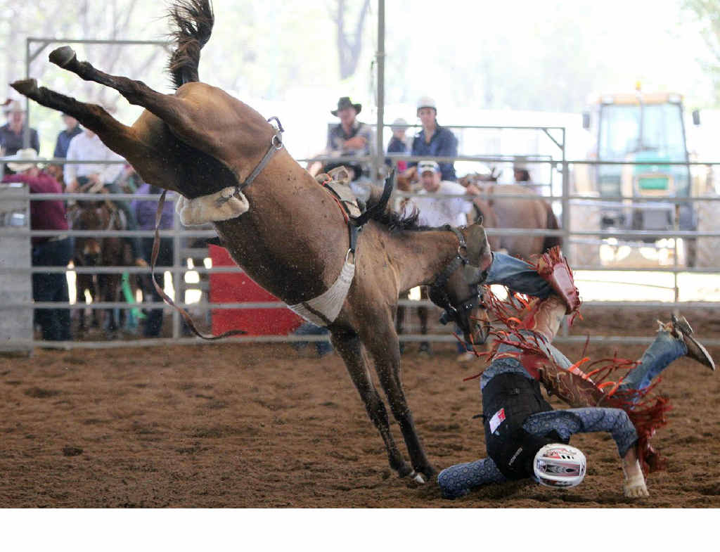 The RSPCA said there were no grounds for prosecution after a bull had to be euthanased at a recent Warwick Rodeo. The RSPCA said there were no grounds for prosecution after a bull had to be euthanased at a recent Warwick Rodeo.